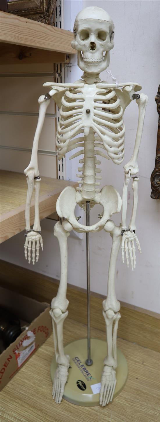 A medical students scale model resin skeleton, 85cm high